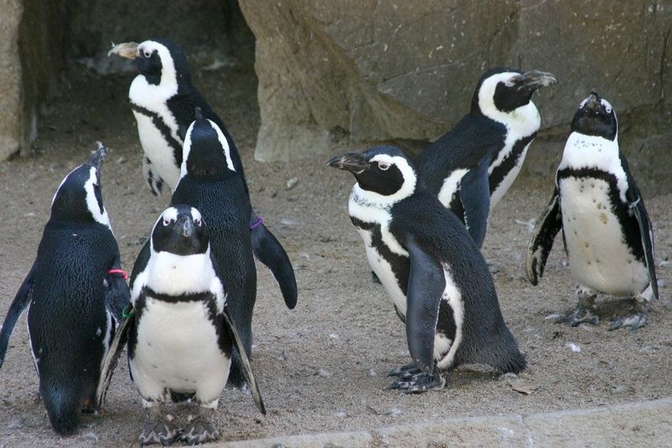denver zoo penguins