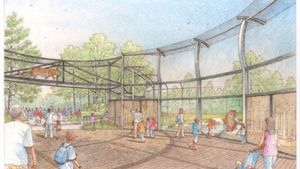 denver zoo tiger edge rendering