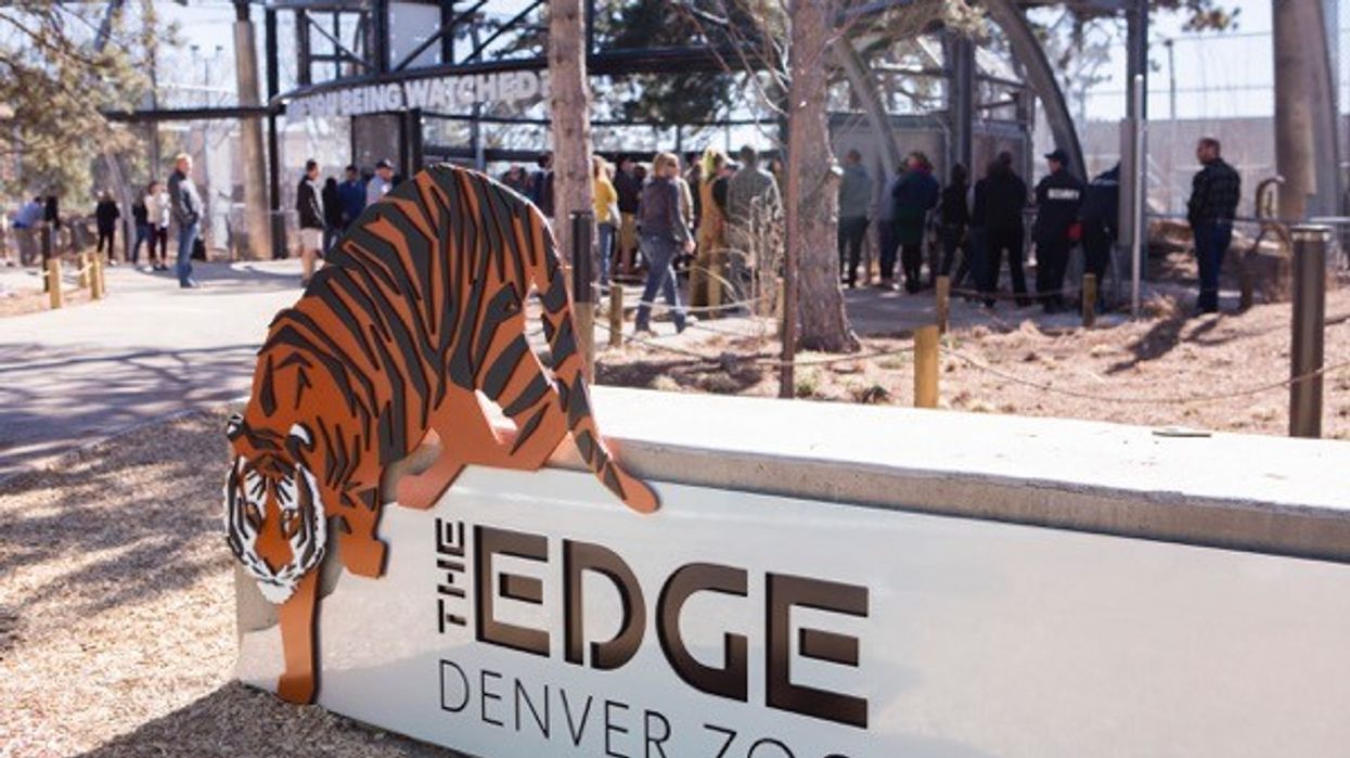 Denver Zoo tiger exhibit