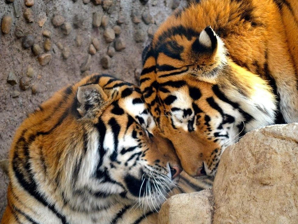 denver zoo tigers