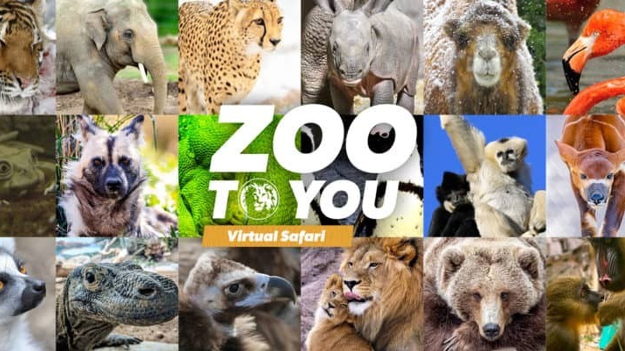 denver zoo virtual safari - attractions industry responds to coronavirus