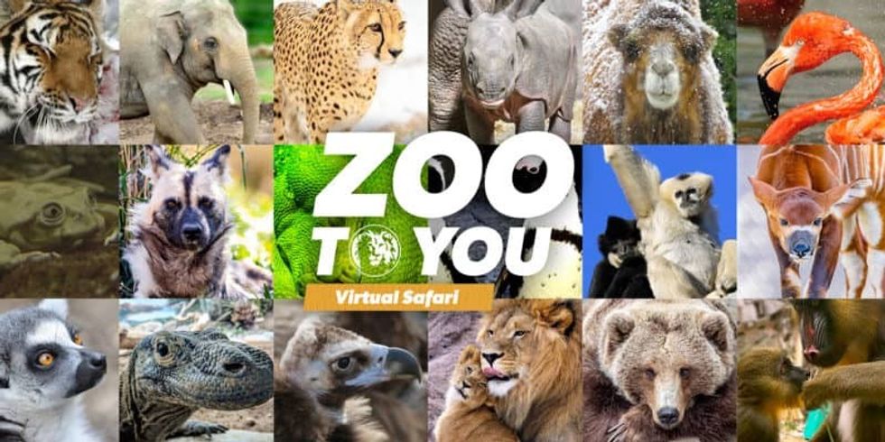 denver zoo virtual safari - attractions industry responds to coronavirus