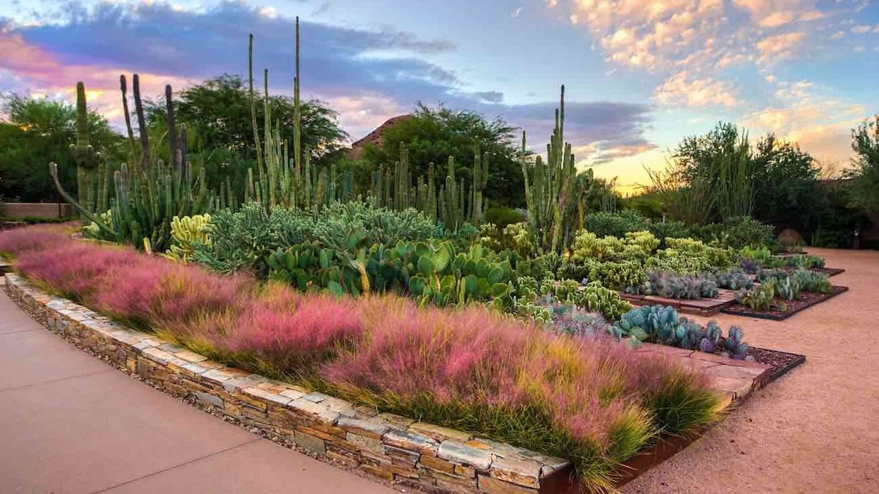Desert_Botanical_Garden_Adam_Rodriguez