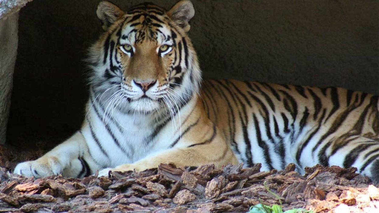 Detroit Zoo DZS Amur tiger Kisa