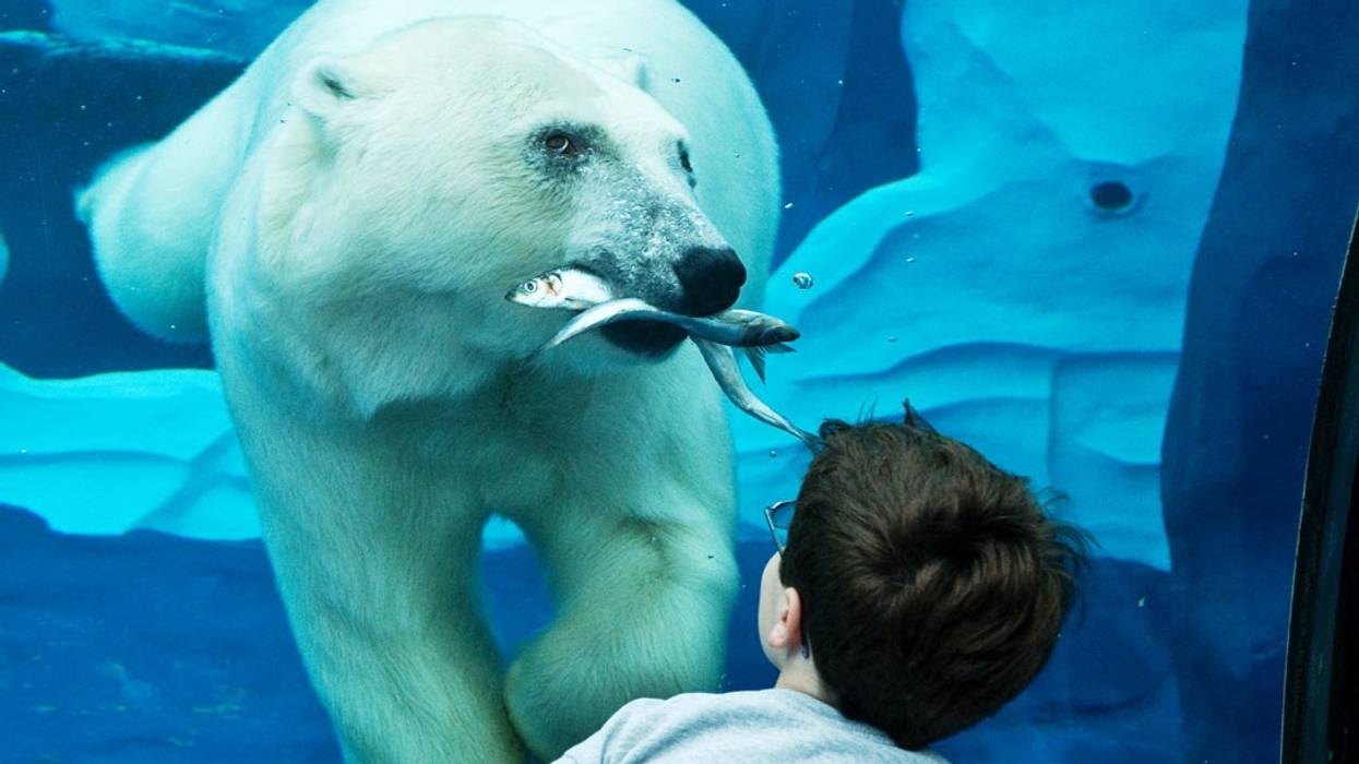 Detroit Zoo planning aquarium for downtown