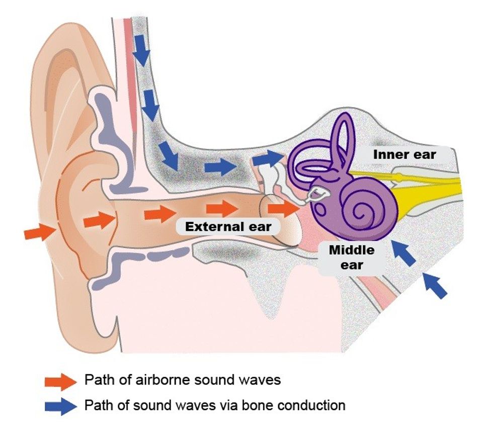 Diagram of sound wave paths in the ear: airborne (orange) and bone conduction (blue).