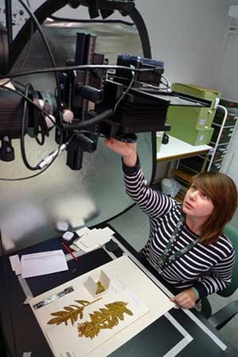 digitising specimens kew gardens scientist
