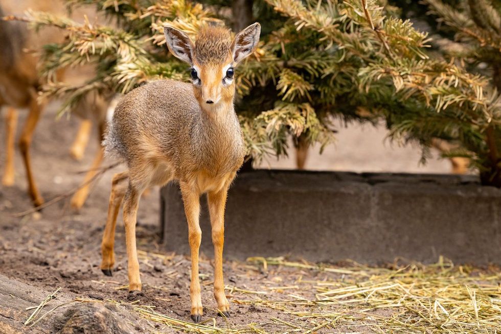 dik dik berlin zoo