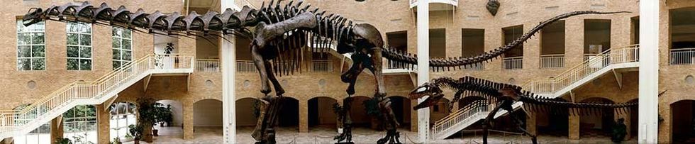 dinosaur atrium Fernbank Museum of Natural History