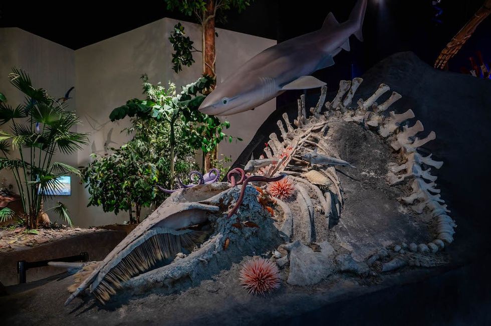 Dinosaur fossil exhibit with marine life and plants in a museum display.