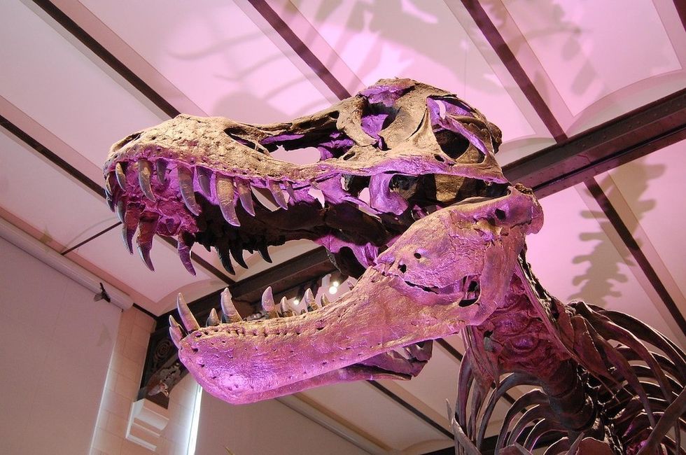 dinosaur skeleton at museum