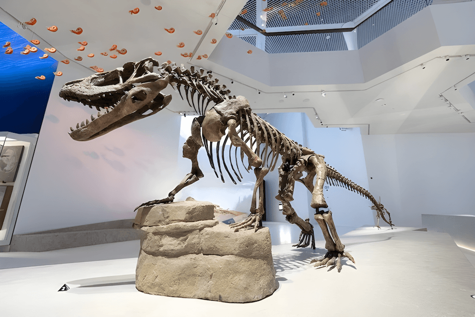 Dinosaur skeleton display in a modern exhibition space.