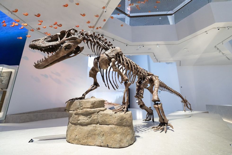 Dinosaur skeleton displayed in a bright museum setting with a rock base.
