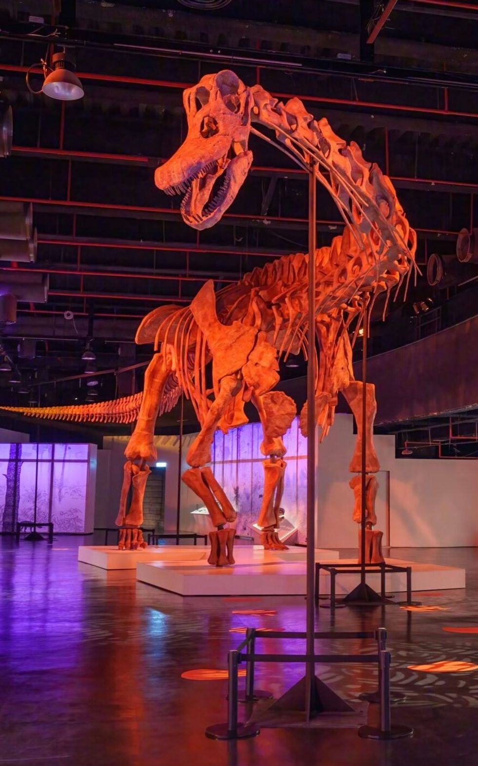 Dinosaur skeleton exhibit with orange lighting in a museum setting.