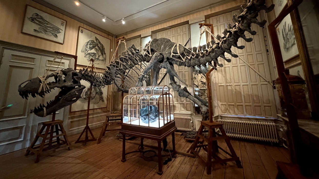 Dinosaur skeleton in a museum display room at Art Zoo Museum, with framed sketches on walls.