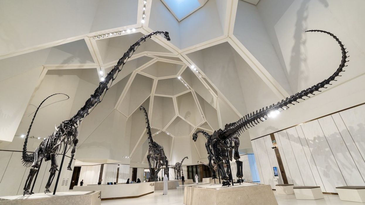 Dinosaur skeletons displayed in a modern, geometric-roofed museum hall.