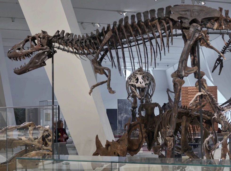 Dinosaur skeletons displayed in a museum exhibit with visitors in the background.