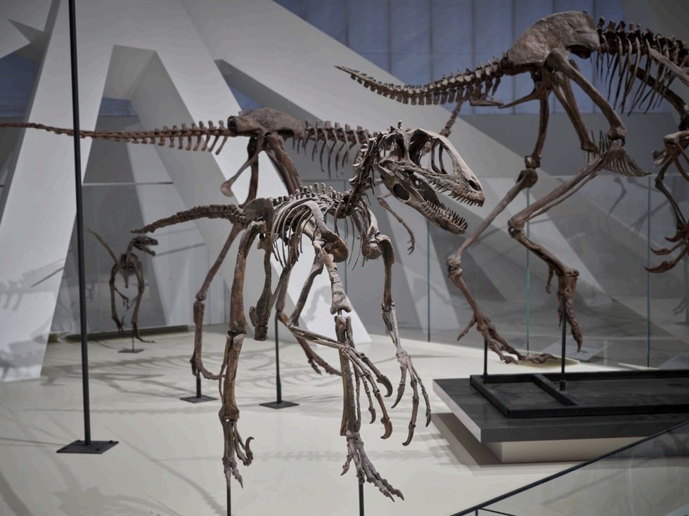 Dinosaur skeletons displayed in a museum exhibit.