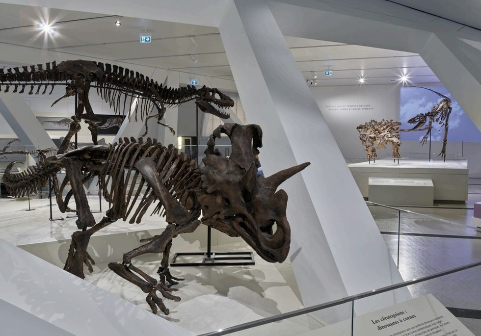 Dinosaur skeletons on display in a modern museum exhibit with a curved ceiling.