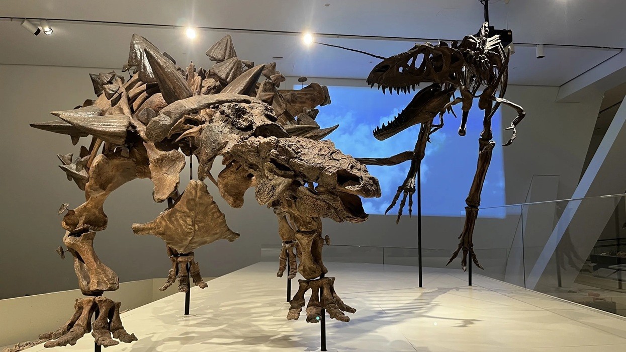 Dinosaur skeletons on display in a museum exhibit.