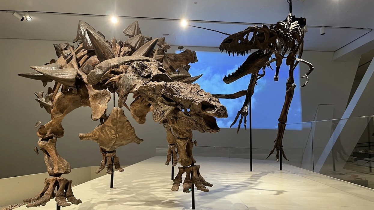 Dinosaur skeletons on display in a museum exhibit.