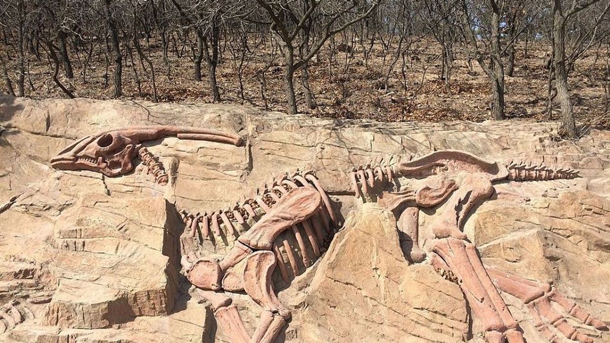 Dinosaur. Theme Park. Dinosaur theme park. China. Yunyang Pu'an Dinosaur Geopark. Fossils. Fossil.