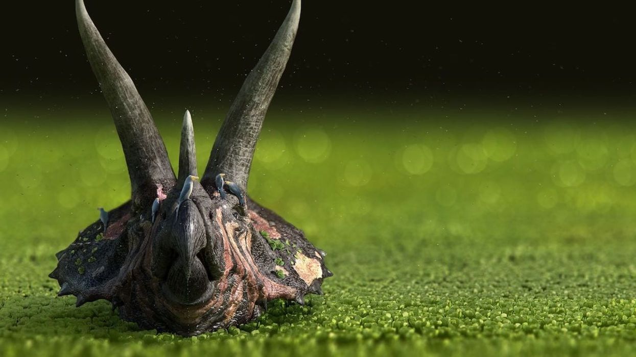 Dinosaurs in the Wild reveal a Avisaurs riding a bull Triceratops (1)