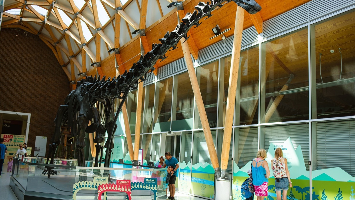 dippy dinosaur herbert museum