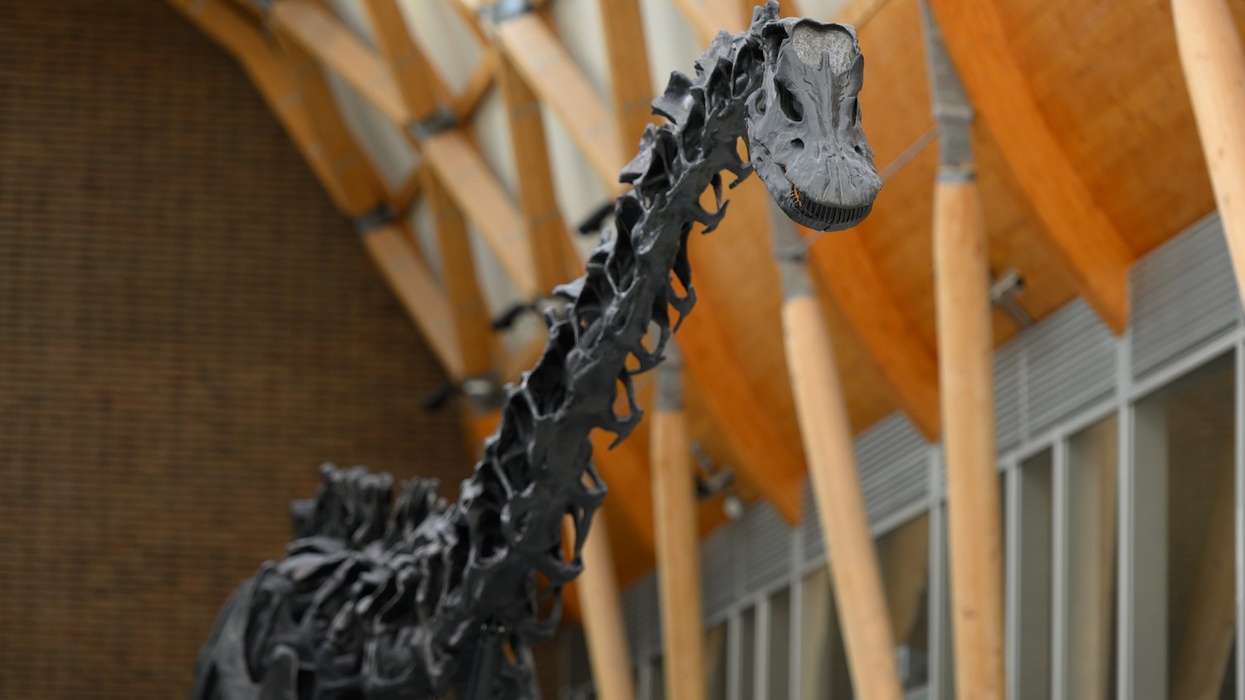 dippy the dinosaur coventry