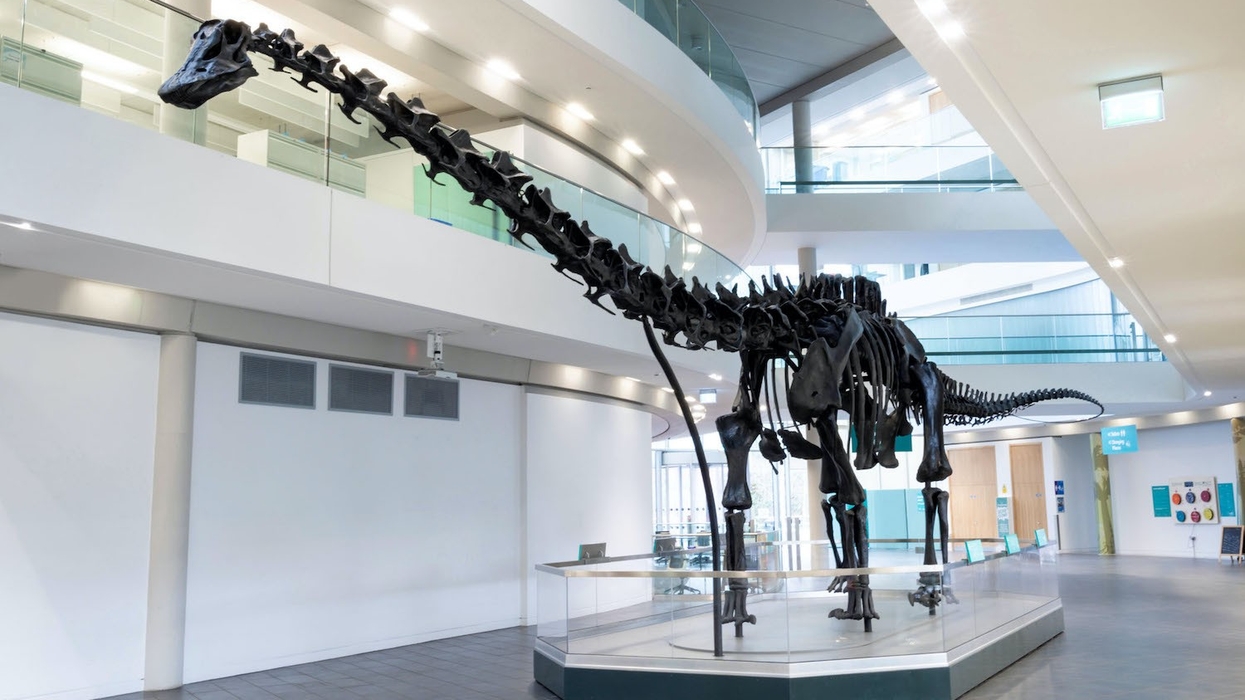 dippy the dinosaur