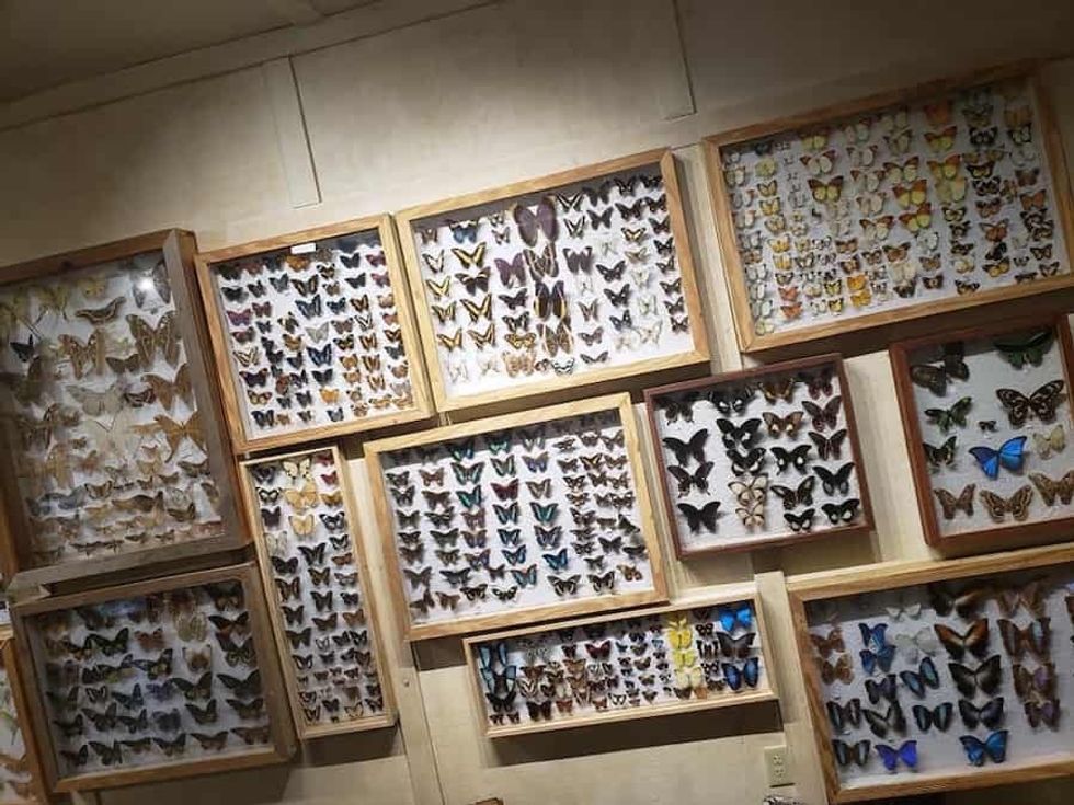 Dirk Beyer Butterfly Observation Outpost. Joel Hamilton talks about the importance of butterflies and inspects