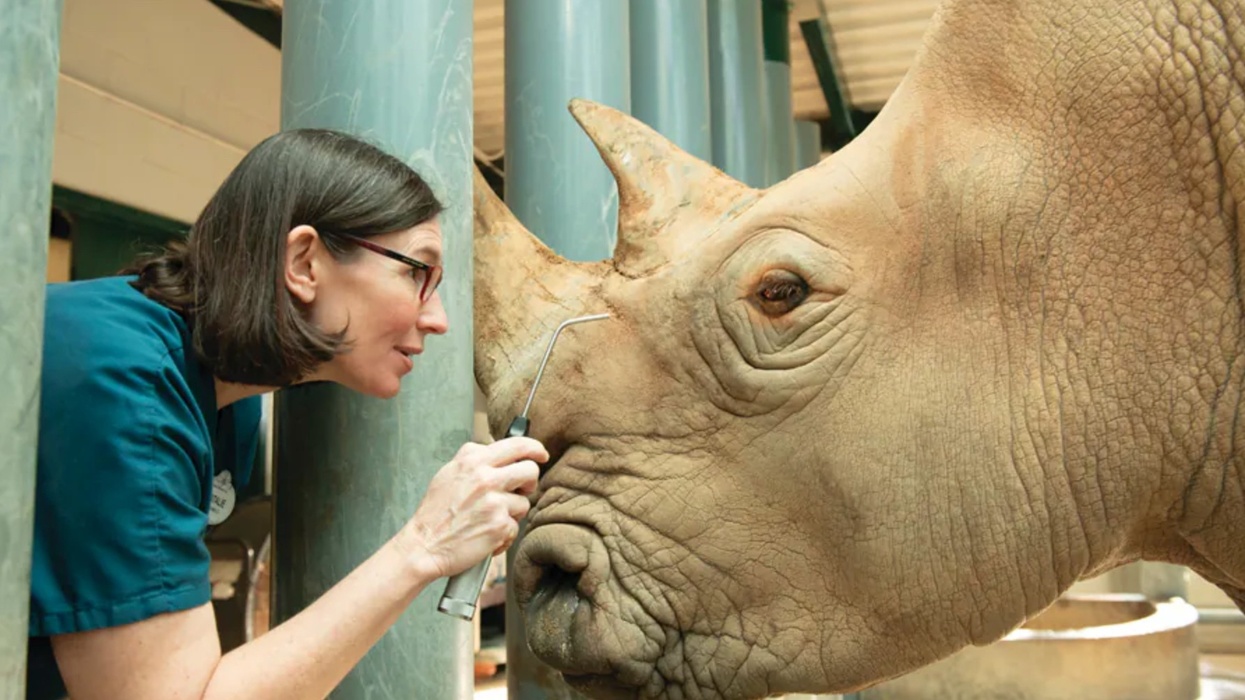 disney animal kingdom