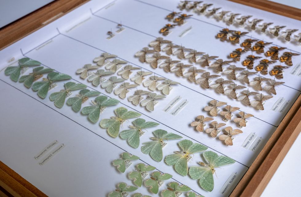 Display case with various arranged moth and butterfly specimens.