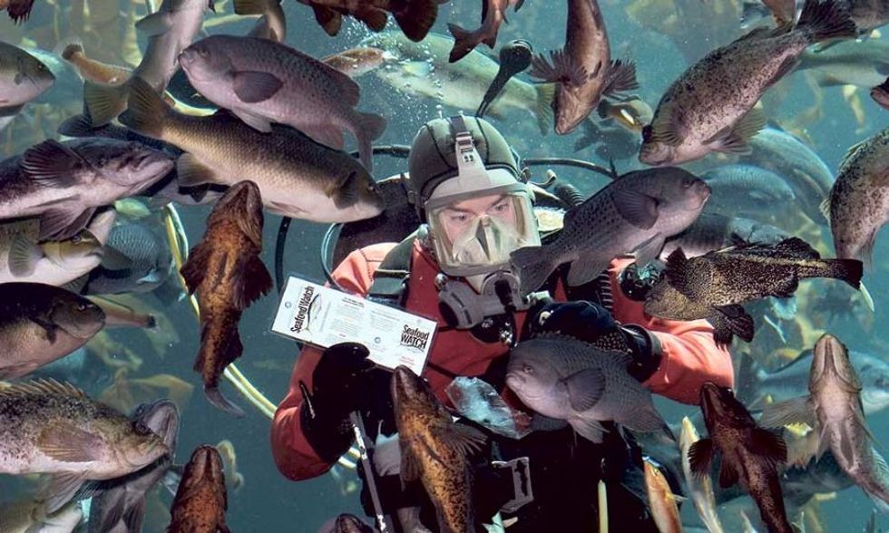 diver amongst fish at Monterey Bay Aquarium