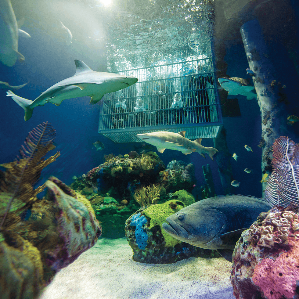 Divers in a cage observe sharks swimming near coral reefs in an aquarium.