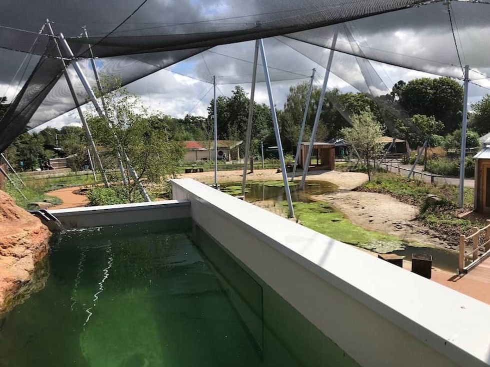 diving duck pond WWT Slimbridge Kay Elliott