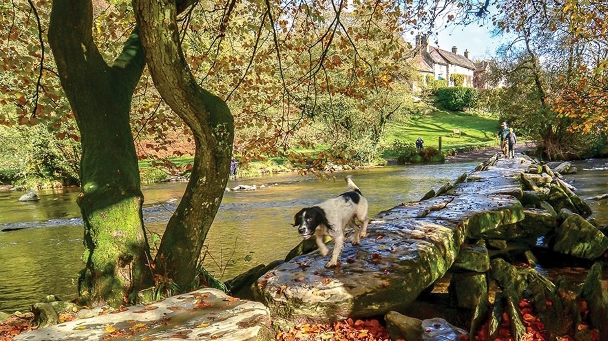 Dog crossing a stone bridge over a river in an autumn landscape at Exmoor National Park