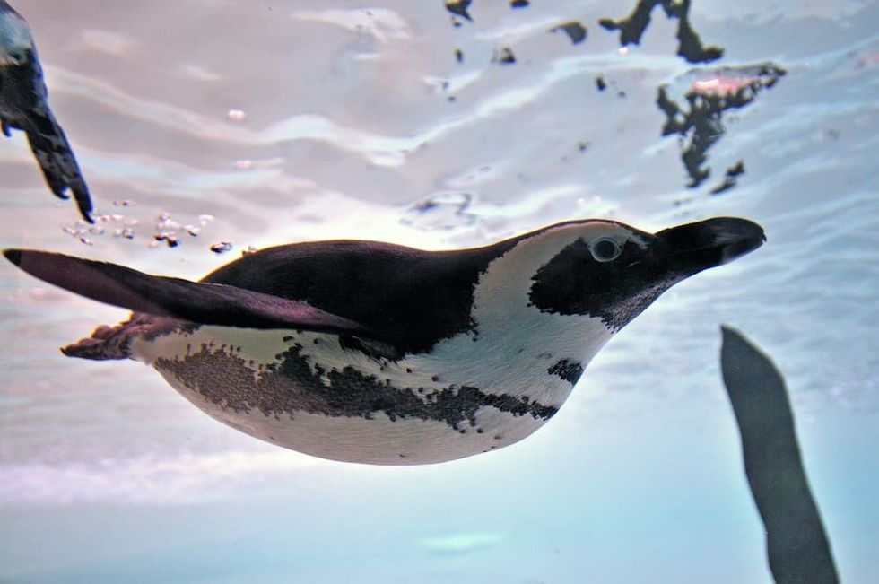 Dolf DeJong Toronto Zoo