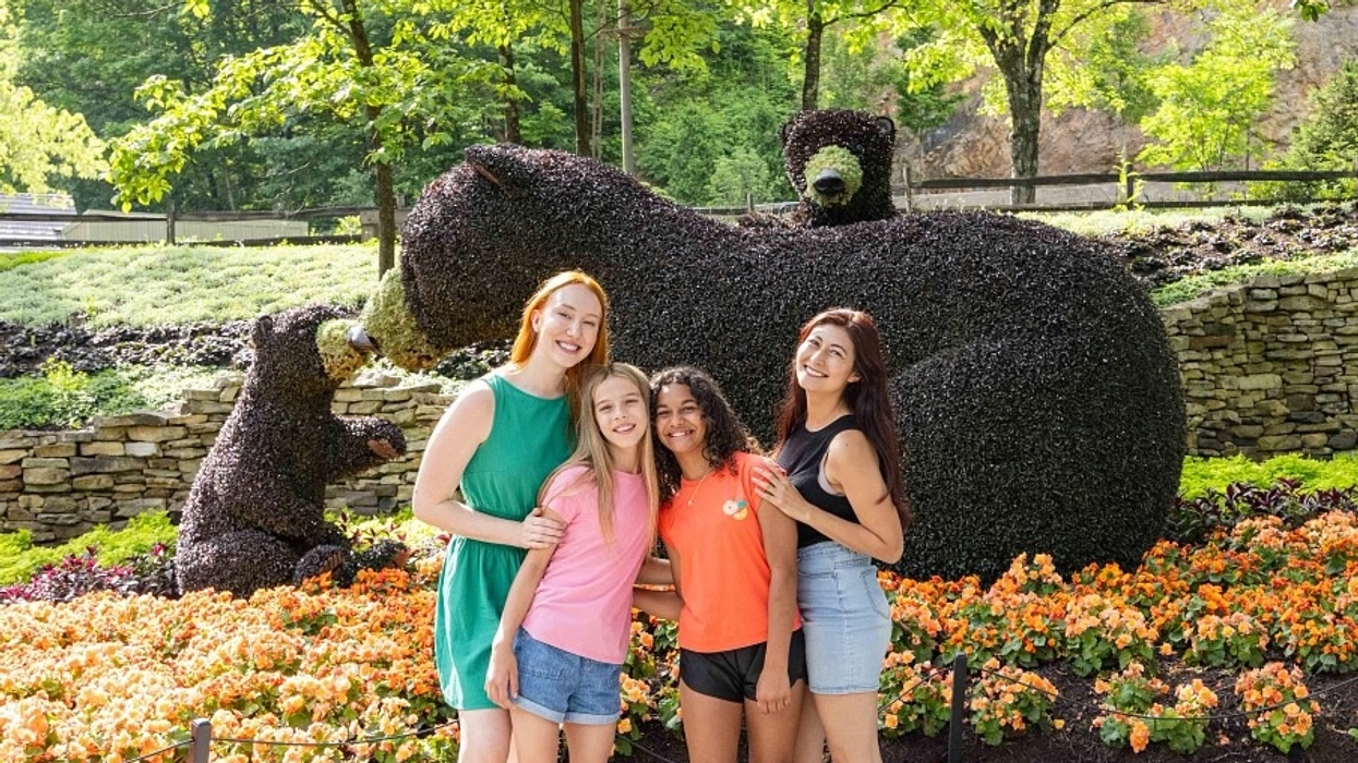 dollywood bear
