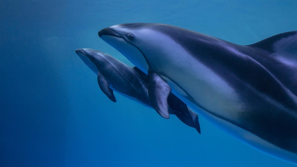 dolphin and calf at the Shedd Aquarium