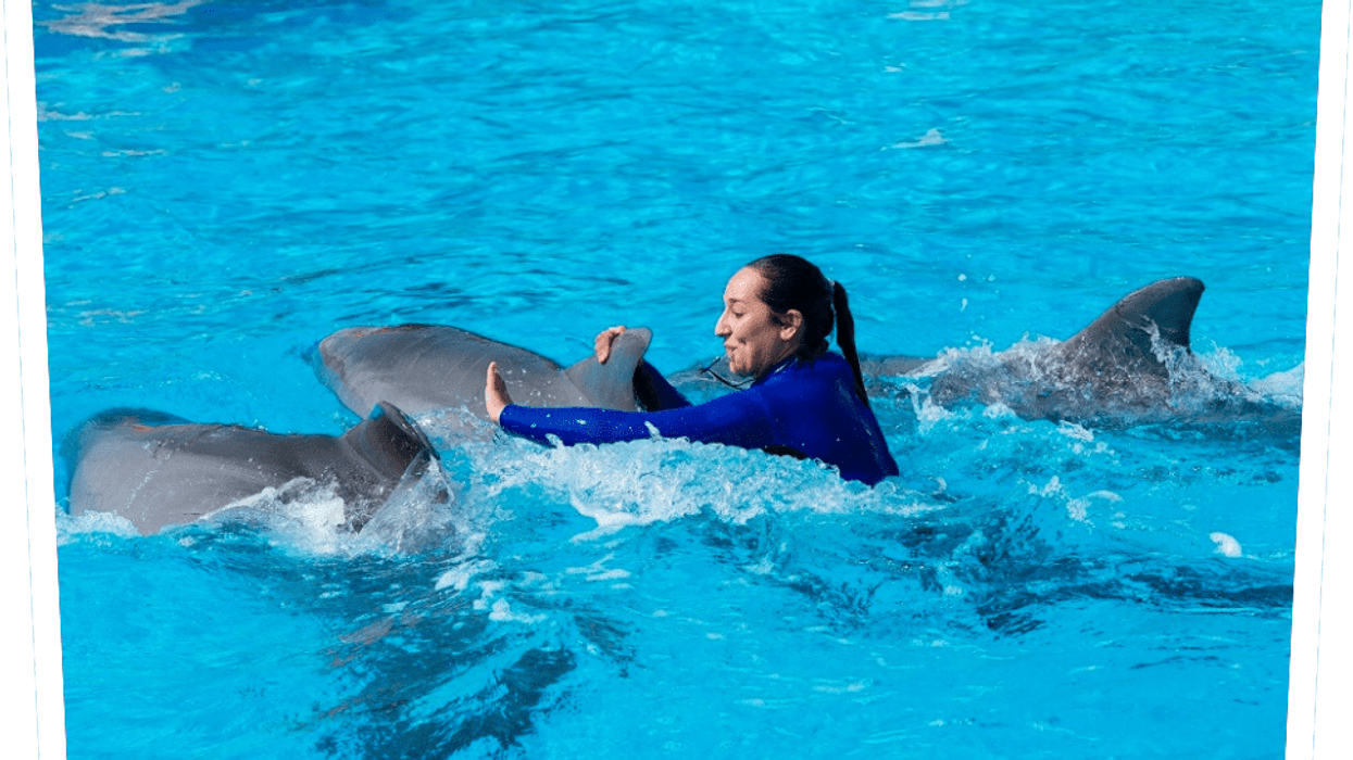 dolphin-show-park-asterix