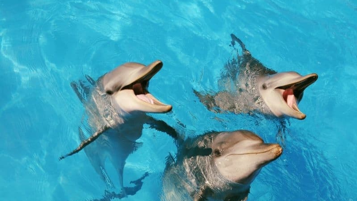 Dolphins at Dolphin Marine Conservation Park