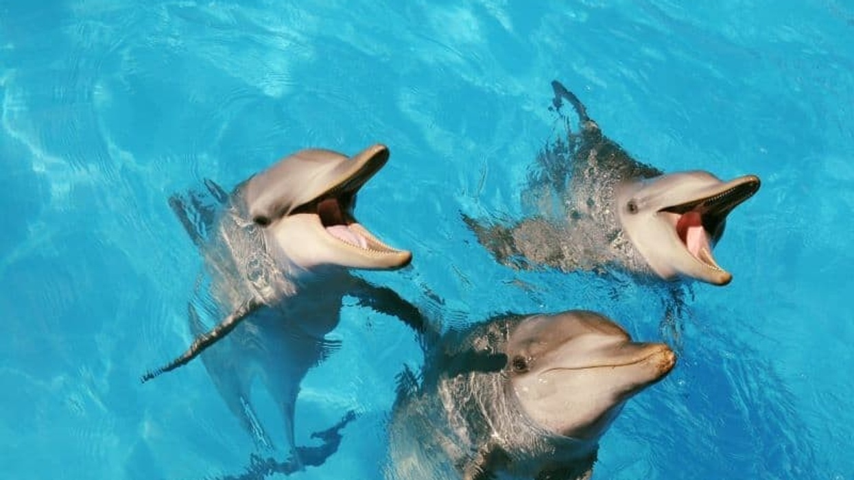 Dolphins at Dolphin Marine Conservation Park