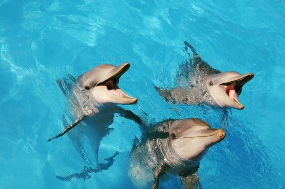 Dolphins at Dolphin Marine Conservation Park