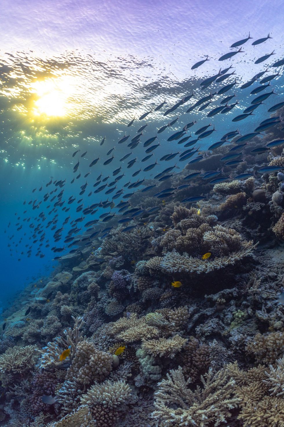 Dolphins of the Reef Immotion