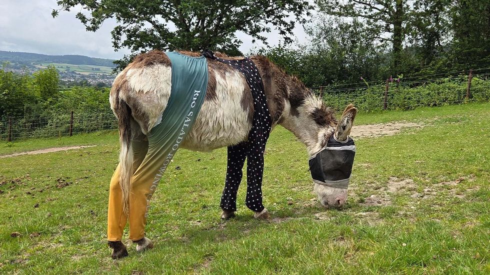 Donkey in colorful leggings and a fly mask grazing in a grassy field.