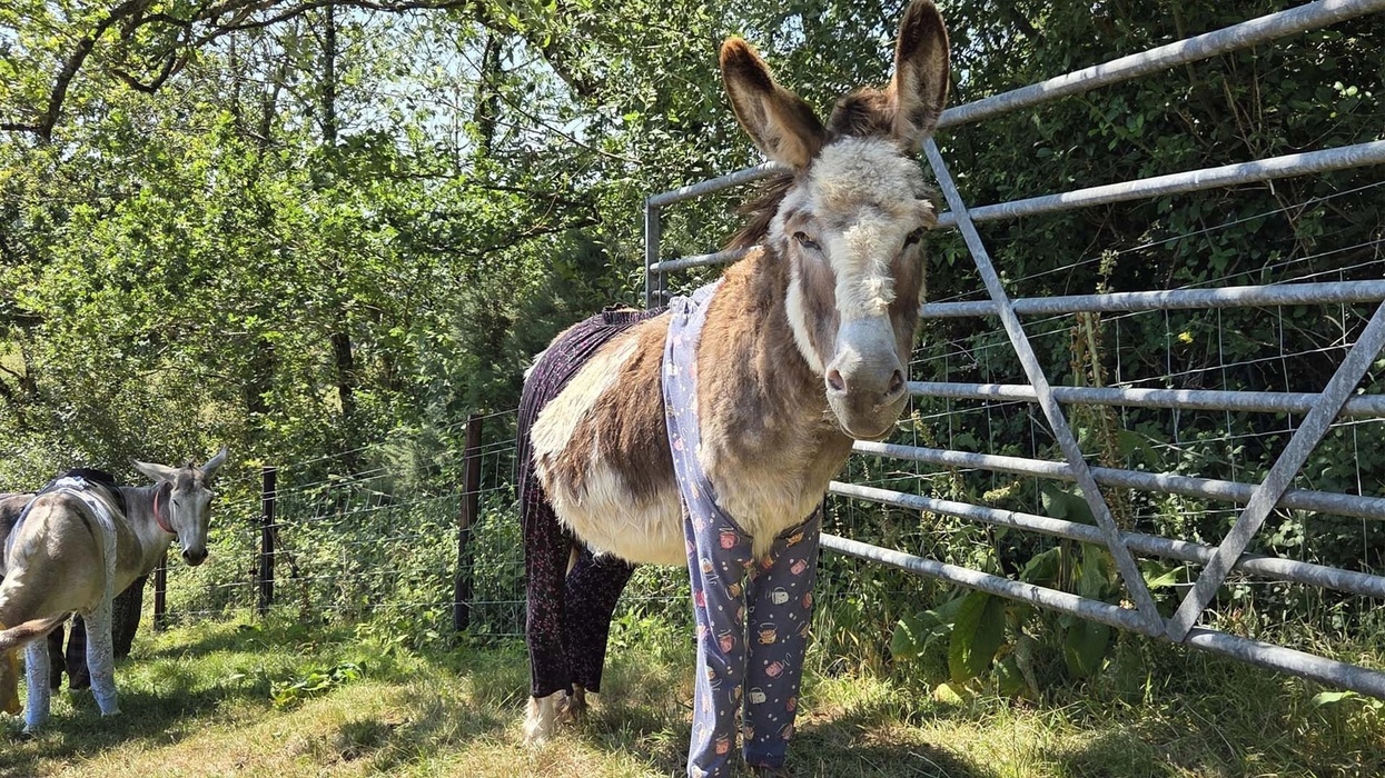 Donkey in patterned leggings stands by a gate in a sunny, grassy area.