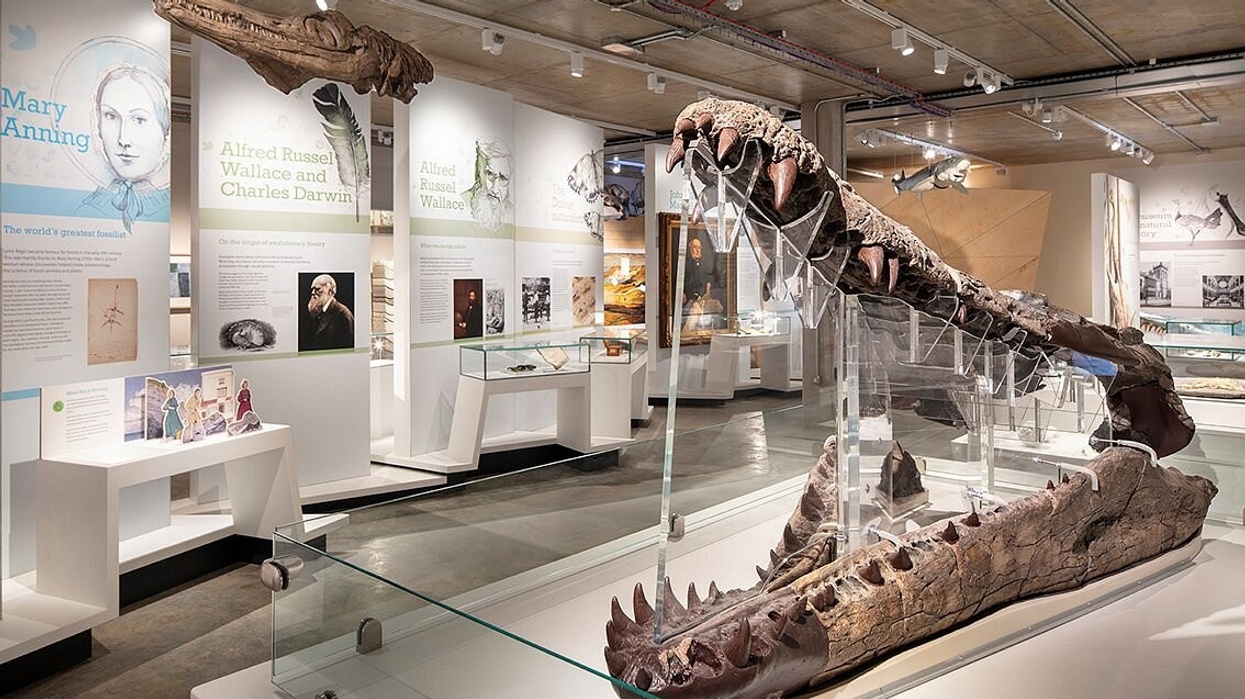 dorset museum