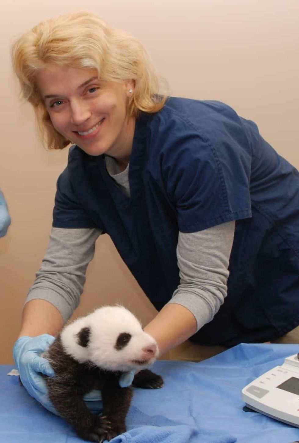 Dr-Brandie-Smith-with-panda Smithsonian's National Zoo