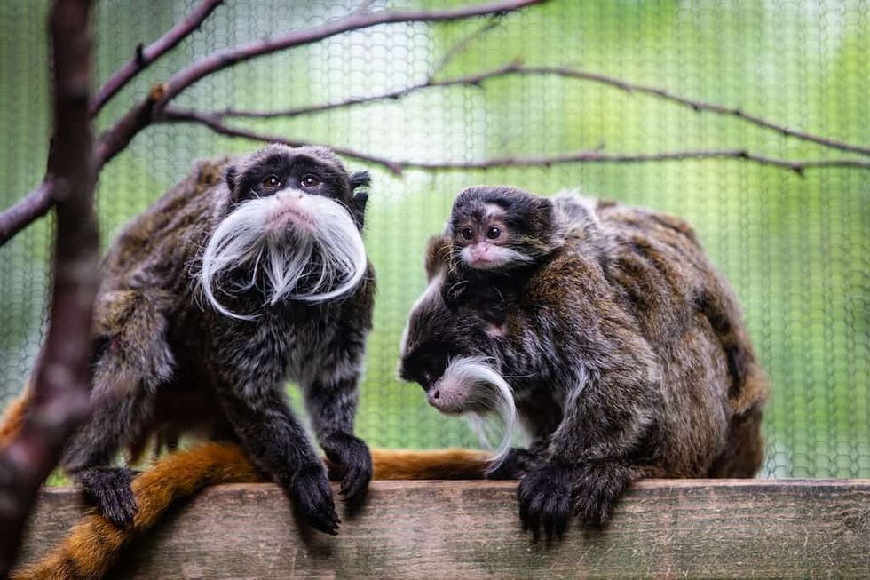 Drayton Manor Resort Zoo